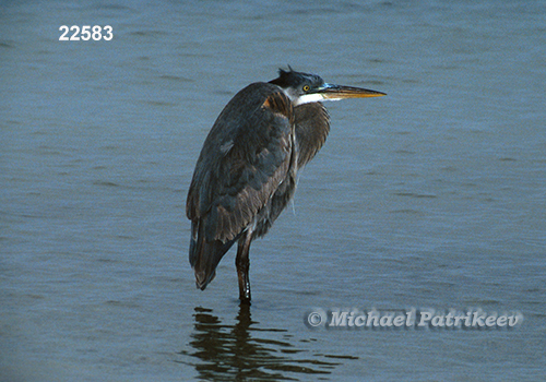 Great Blue Heron (Ardea herodias)